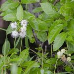 Buttonbush-Cephalanthus occidentalis