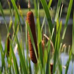 Cattail - Typha latifolia