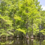 Cypress Trees - Taxodium distichum