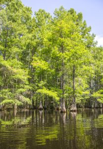 Cypress Trees - Taxodium distichum