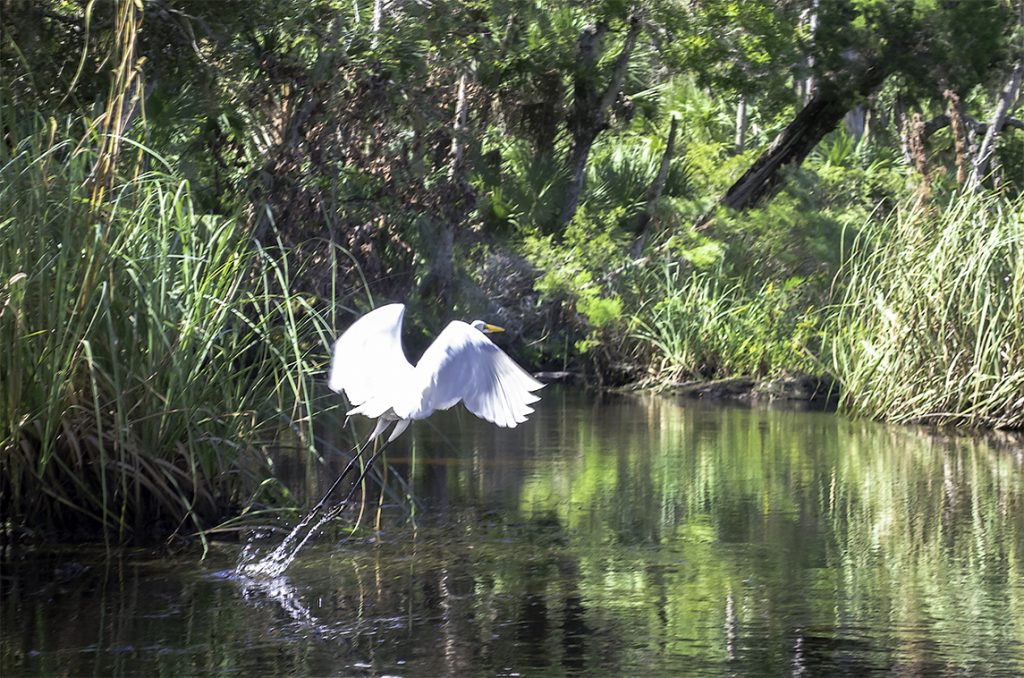 Egret takes Flight on Baird Creek