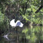 Egret takes Flight on Baird Creek