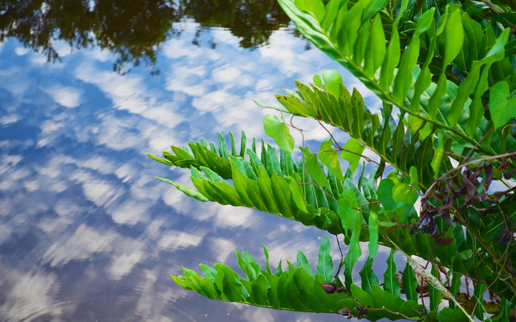 Giant Leather Fern - Acrostichum danaeifolium