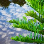 Giant Leather Fern - Acrostichum danaeifolium