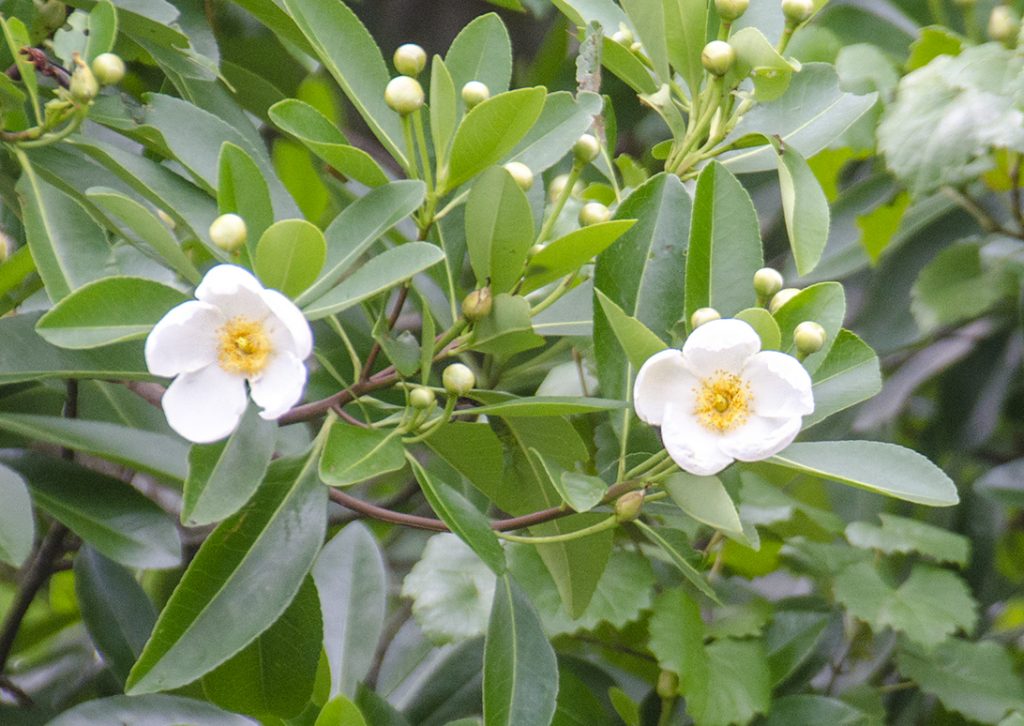 Loblolly Bay - Gordonia lasianthus