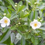 Loblolly Bay - Gordonia lasianthus