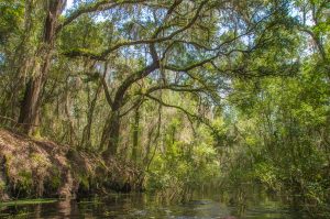 Oaks over Santa Fe Canal