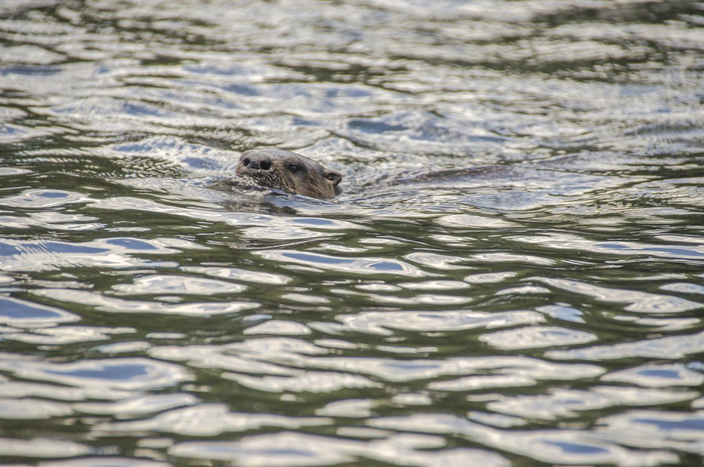 Otter - Lontra canandensis