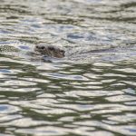 Otter - Lontra canandensis