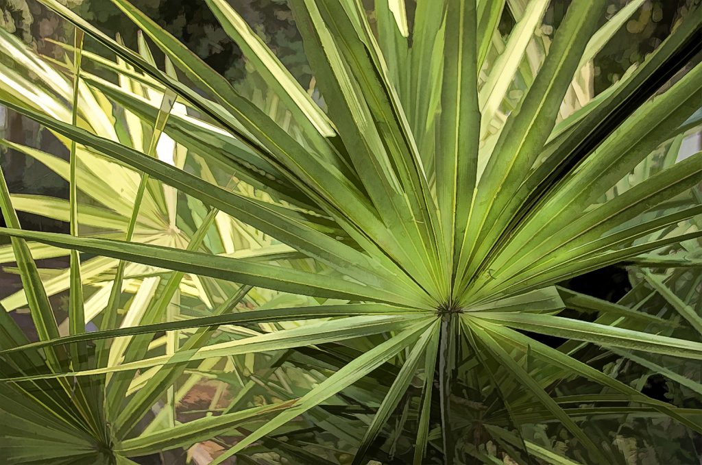 Saw Palmettos - Serenoa repens