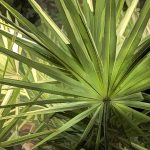 Saw Palmettos - Serenoa repens