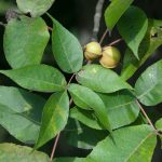 Pignut Hickory - Carya glabra