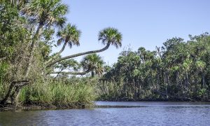 Salt Creek on the Chaz