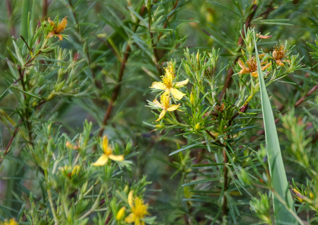 Sandweed - Hypericum fasciculatum