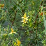 Sandweed - Hypericum fasciculatum