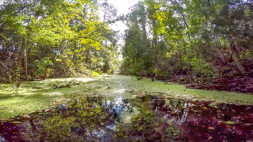 Santa Fe Canal - Duck Weed