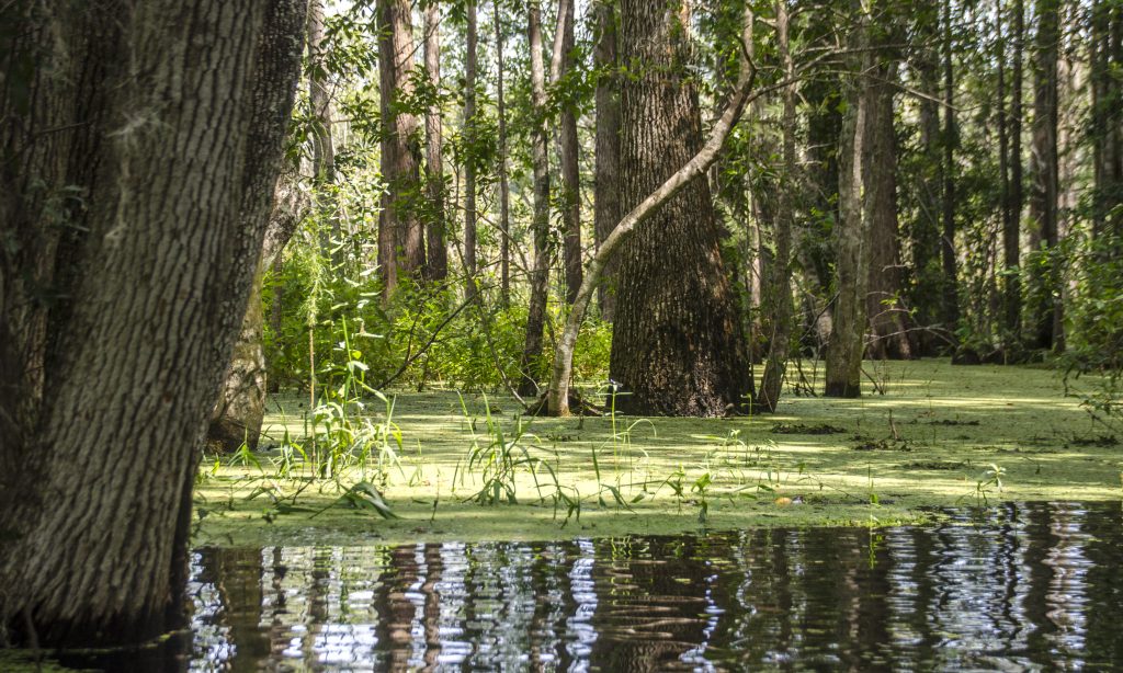 Santa Fe Canal - The Swamp