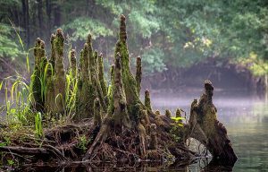 Santa Fe Cypress Knees