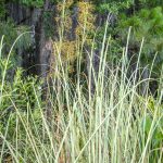 Sawgrass – Cladium jamaicense