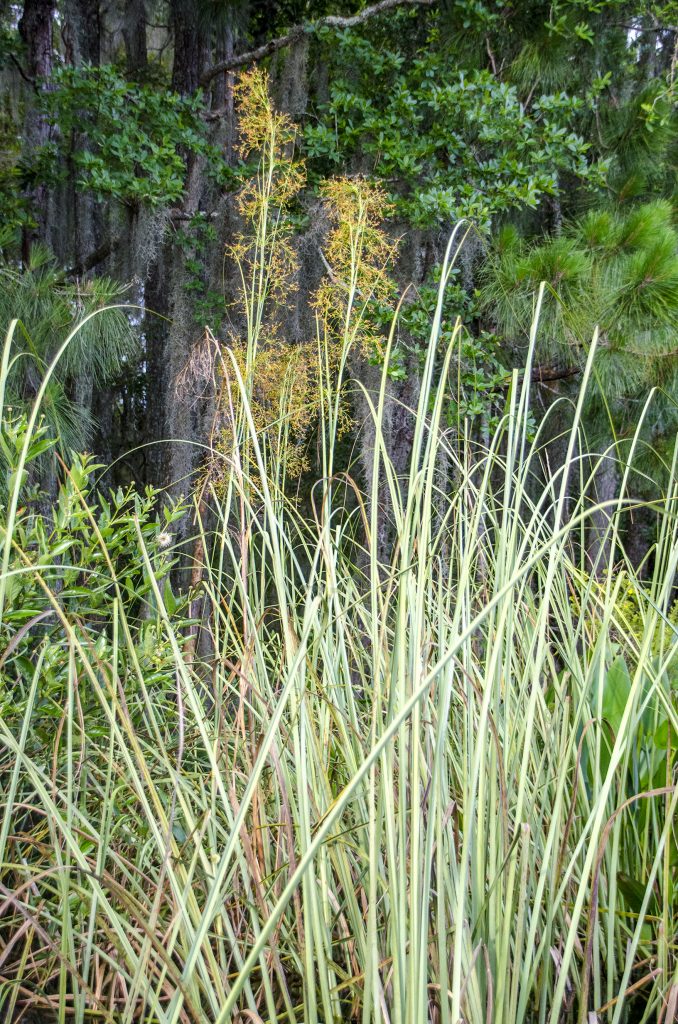 Sawgrass – Cladium jamaicense