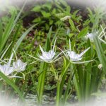 Spider Lily - Hymenocallis latifolia