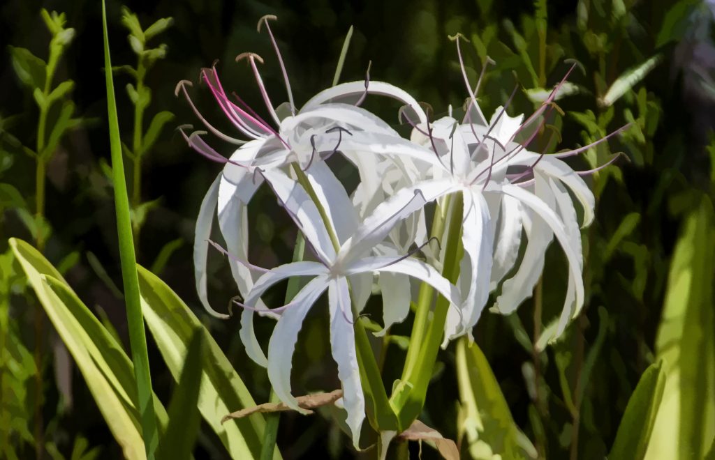 Swamp Lily - Crinum pedunculatum