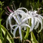 Swamp Lily - Crinum pedunculatum