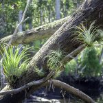 Tillandsia spp