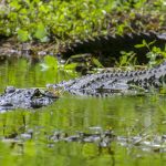 American Alligator - Alligator mississippiensis
