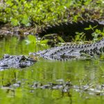 American Alligator - Alligator mississippiensis