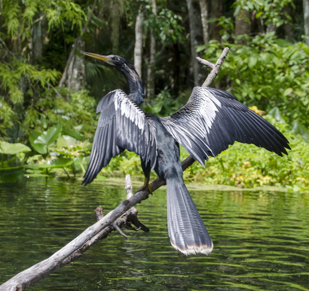 Anhinga Drying Wings