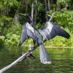 Anhinga Drying Wings