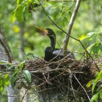 Anhinga in Nest - Silver River