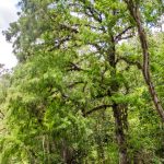 Bald Cypress - Ocklawaha River