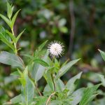 Buttonbush - Cephalanthus occidentalis