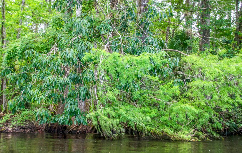 Carolina Ash - Bald Cypress