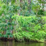 Carolina Ash - Bald Cypress