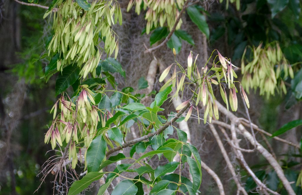 Carolina Ash - Fraxinus caroliniana