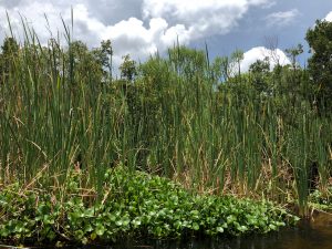 Cattails - Water Hyacinth