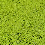 Duckweed - Lemnoideae spp.