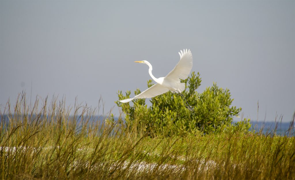 Egret flies over Atsena Otie