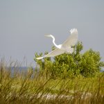 Egret flies over Atsena Otie