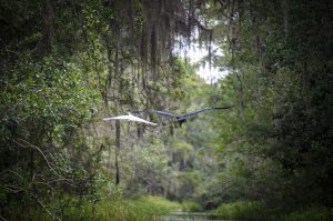 Egret and Heron on Santa Fe Canal