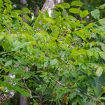 FLorida Elm - Ulmus americana var. floridana