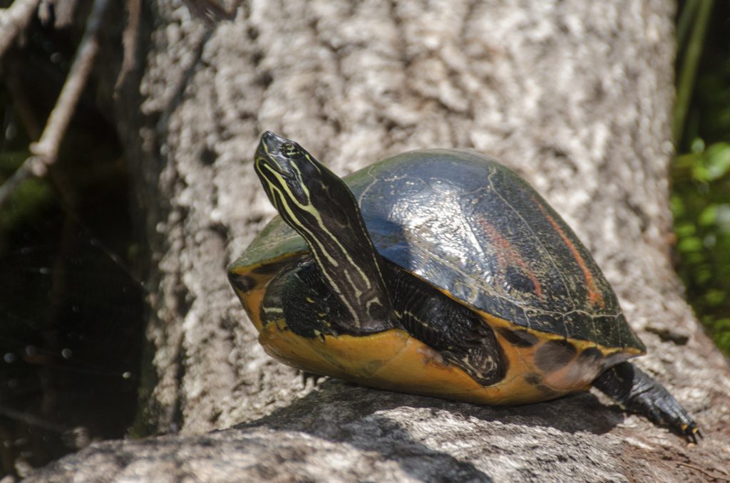 Florida Red-Bellied Cooter - Pseudemys nelsoni