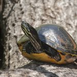 Florida Red-Bellied Cooter - Pseudemys nelsoni