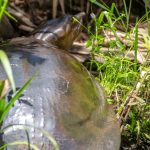 Florida Softshell Turtle - Apalone ferox