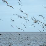 Gulls of Atsena Otie