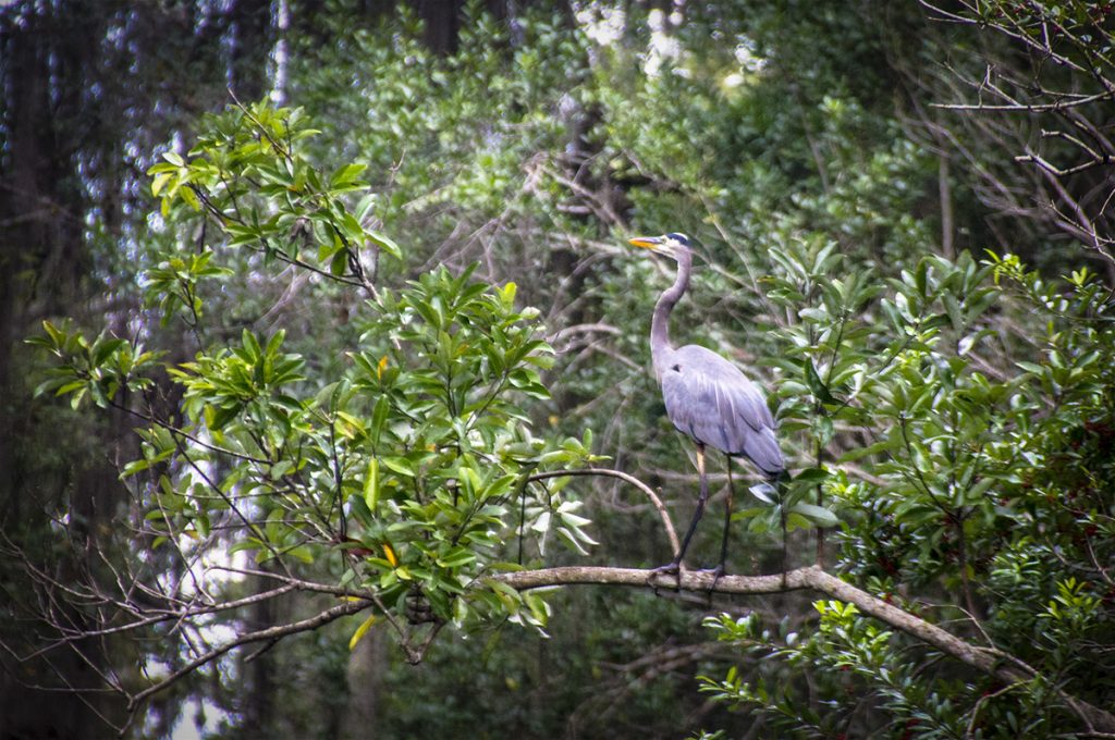 Heron-Santa Fe Canal