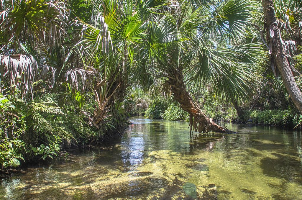 Juniper Springs Run